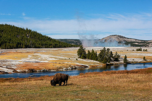 Yellowstone National Park-USA-Wyoming Buffalo and Old Faithful Poster Print - Jolly Sienda # VARPDXUS51JSI0014