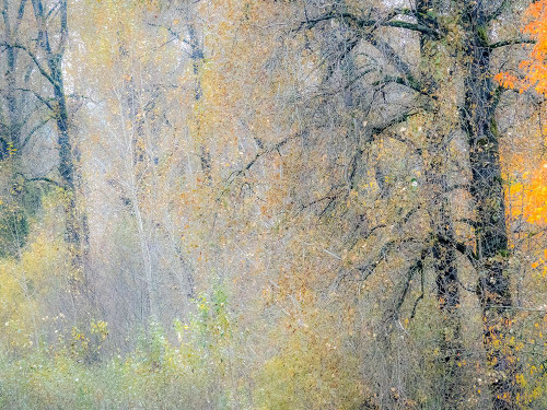 USA-Washington State-Preston-Cottonwoods and Big Leaf Maple trees in fall colors Poster Print - Sylvia Gulin # VARPDXUS48SGU0570