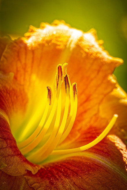 USA-Colorado-Fort Collins Close-up of yellow lily Poster Print - Jaynes Gallery # VARPDXUS06BJY2427