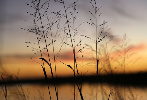 Dusk Silhouette II Poster Print - Tammy Putman # VARPDXPSPTM276
