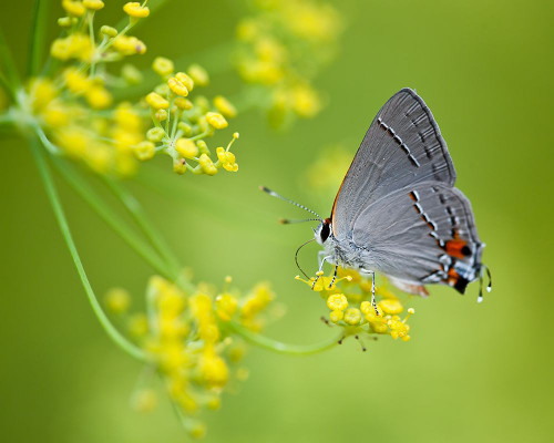 Taking Flight II Poster Print - Chris Tennant # VARPDXTN009A