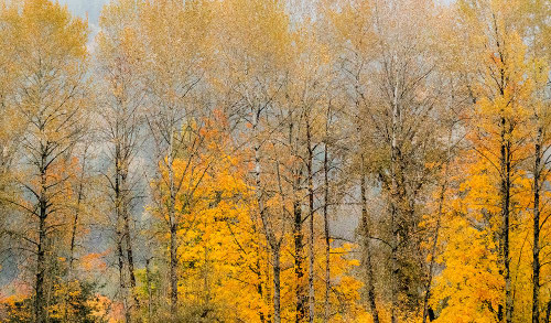 USA-Washington State-Preston-Cottonwoods trees in fall colors Poster Print - Sylvia Gulin # VARPDXUS48SGU0572