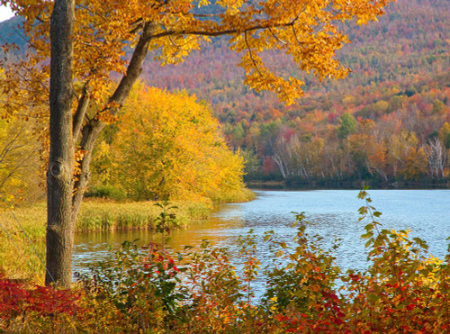 USA-New Hampshire-Franconia-small lake surrounded by Fall color of Maple-White Birch-and American B Poster Print - Sylvia Gulin # VARPDXUS30SGU0019