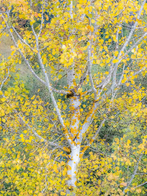 USA-Washington State-Bellevue birch trees with golden fall colors Poster Print - Sylvia Gulin # VARPDXUS48SGU0552