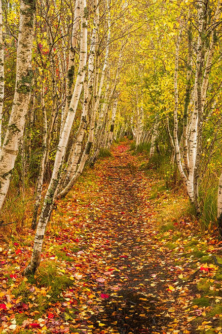 USA-Maine-Acadia National Park Forest trail Poster Print - Jaynes Gallery # VARPDXUS20BJY0099