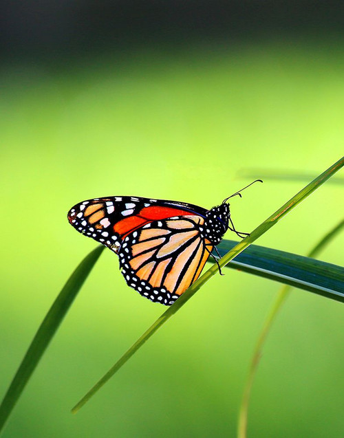 Monarch Stained Glass Poster Print - Tammy Putman # VARPDXPSPTM255