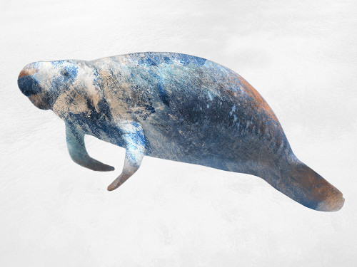 Swimming Manatee Poster Print - Marcus Prime # VARPDXMPRC1176B