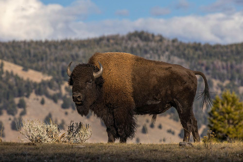 American Bison Yellowstone National Park-Wyoming Poster Print - Adam Jones # VARPDXUS51AJE0759 American Bison Yellowstone National Park-Wyoming Poster Print - Adam Jones # VARPDXUS51AJE0759