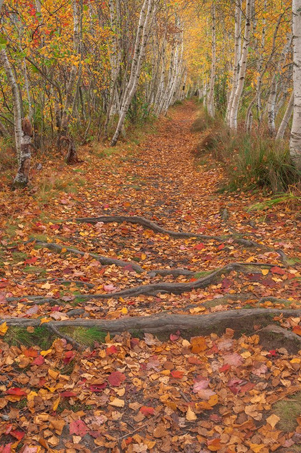 USA-Maine-Acadia National Park Tree roots in forest trail Poster Print - Jaynes Gallery # VARPDXUS20BJY0085