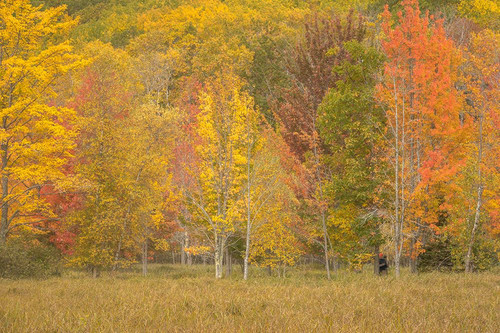 USA-Maine-Acadia National Park Forest landscape in autumn colors Poster Print - Jaynes Gallery # VARPDXUS20BJY0087