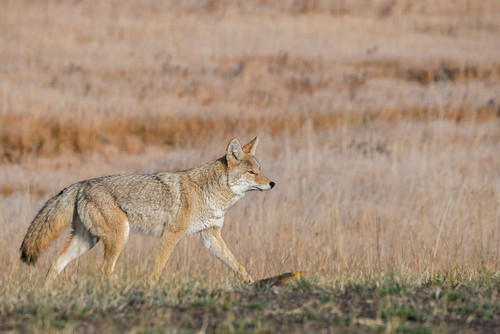 USA-Wyoming-Yellowstone National Park-Biscuit Basin-Coyote Poster Print - Cindy Miller Hopkins # VARPDXUS51CMI0180