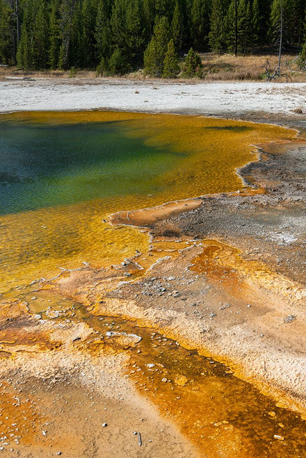 USA-Wyoming-Yellowstone National Park-Black Sand Basin-Emerald Pool-Green pool with yellow thermopi Poster Print - Cindy Miller Hopkins # VARPDXUS51CMI0130