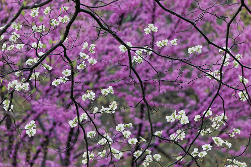 Flowering dogwood tree and distant Eastern redbud-Kentucky Poster Print - Adam Jones # VARPDXUS18AJE1388
