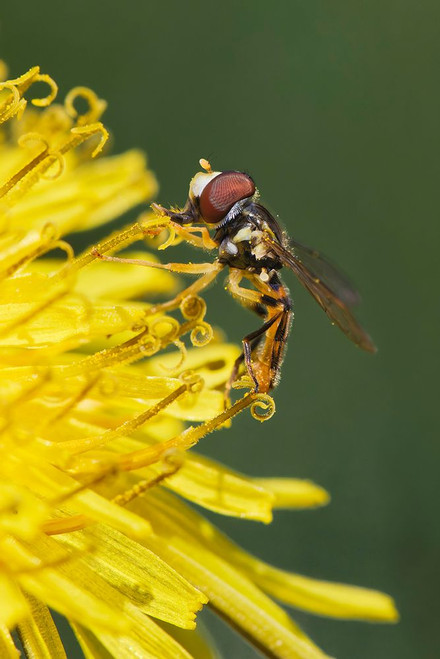 Hover fly on yellow dandelion flower-Kentucky Poster Print - Adam Jones # VARPDXUS18AJE1398
