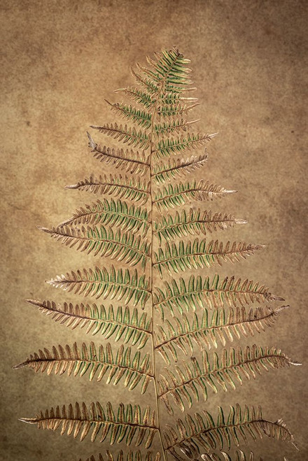 USA-Washington State-Seabeck Close-up of bracken fern pattern Poster Print - Jaynes Gallery # VARPDXUS48BJY2171