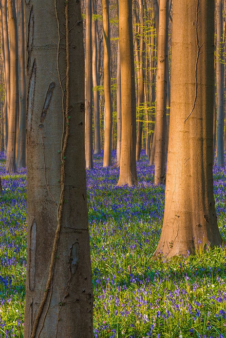 Europe-Belgium-Hallerbos forest with blooming bluebells Poster Print - Jaynes Gallery # VARPDXEU04BJY0004