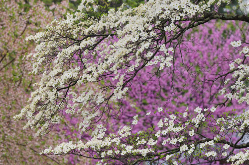 Flowering dogwood tree and distant Eastern redbud-Kentucky Poster Print - Adam Jones # VARPDXUS18AJE1384