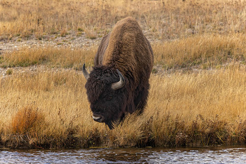 American Bison Yellowstone National Park-Wyoming Poster Print - Adam Jones # VARPDXUS51AJE0872 American Bison Yellowstone National Park-Wyoming Poster Print - Adam Jones # VARPDXUS51AJE0872