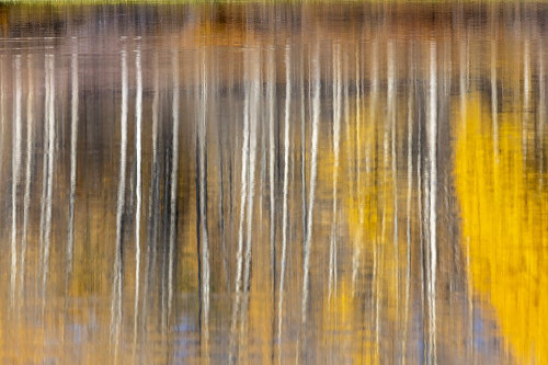 Autumn aspens abstract reflection at Oxbow Bend-Grand Teton National Park-Wyoming Poster Print - Adam Jones # VARPDXUS51AJE0853