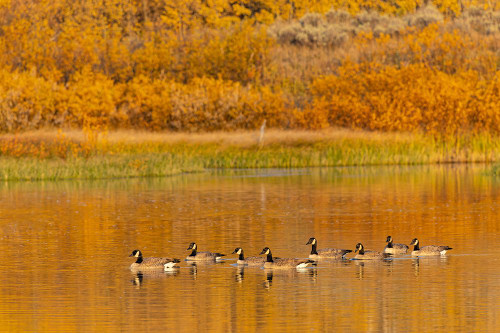 Canada geese and reflection on water-Grand Teton National Park-Wyoming Poster Print - Adam Jones # VARPDXUS51AJE0836