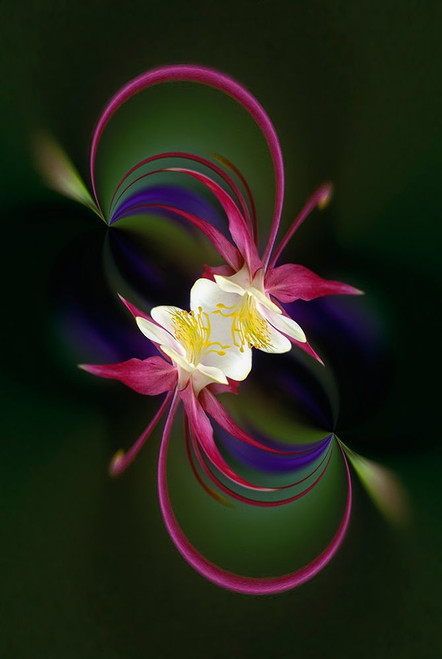 Columbine flower-Colorado Poster Print - Adam Jones # VARPDXUS06AJE0276