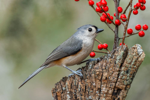 Tufted titmouse and red berries-Kentucky Poster Print - Adam Jones # VARPDXUS18AJE1336