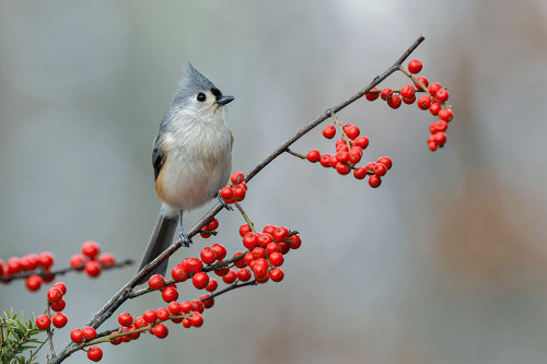 Tufted titmouse and red berries-Kentucky Poster Print - Adam Jones # VARPDXUS18AJE1327
