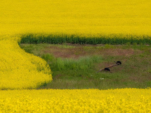 USA-Washington State-Palouse and springtime crop of Canola Poster Print - Sylvia Gulin # VARPDXUS48SGU0424