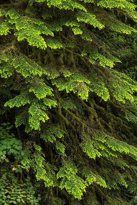 Western hemlock tree-Hoh Rainforest-Olympic National Park-Washington State Poster Print - Adam Jones # VARPDXUS48AJE0506
