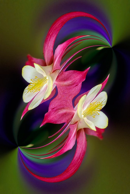 Columbine flower-Colorado Poster Print - Adam Jones # VARPDXUS06AJE0281