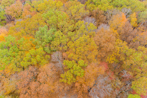 Aerial view of fall color-Marion County-Illinois Poster Print - Richard and Susan Day # VARPDXUS14RDY3024