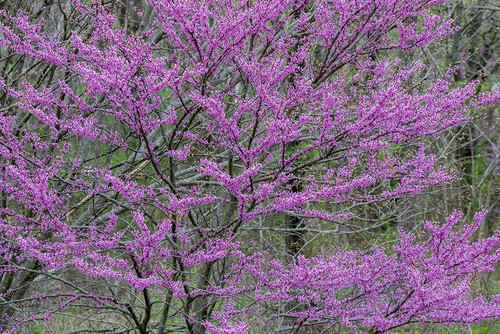 Redbud trees blooms in spring-Marion County-Illinois Poster Print - Richard and Susan Day # VARPDXUS14RDY3006