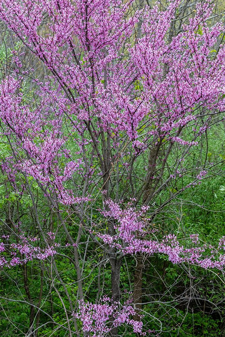 Redbud trees blooms in spring-Marion County-Illinois Poster Print - Richard and Susan Day # VARPDXUS14RDY3004