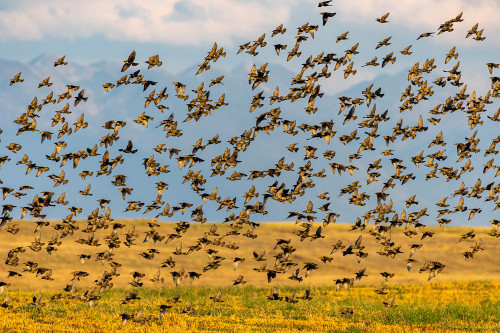 Huge flock of European starlings take flight in the Flathead Valley-Montana-USA Poster Print - Chuck Haney # VARPDXUS27CHA5045