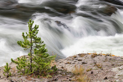 Small evergreen tree along Firehole River-Yellowstone National Park-Wyoming Poster Print - Adam Jones # VARPDXUS51AJE0709
