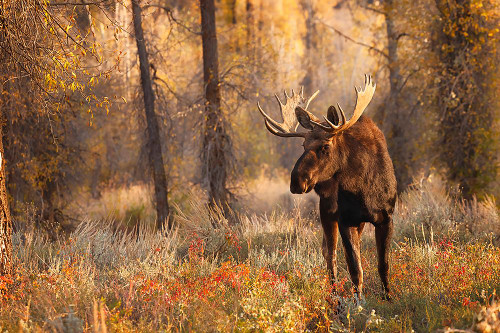 Bull moose in autumn-Grand Teton National Park-Wyoming Poster Print - Adam Jones # VARPDXUS51AJE0723