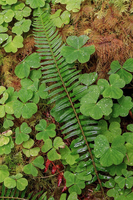 Ferns and sorrel on forest floor-Hoh Rainforest-Olympic National Park-Washington State Poster Print - Adam Jones # VARPDXUS48AJE0455