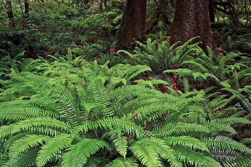 Ferns-Hoh Rainforest-Olympic National Park-Washington State Poster Print - Adam Jones # VARPDXUS48AJE0447