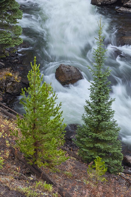 Flowing water in Firehole River-Yellowstone National Park-Wyoming Poster Print - Adam Jones # VARPDXUS51AJE0705