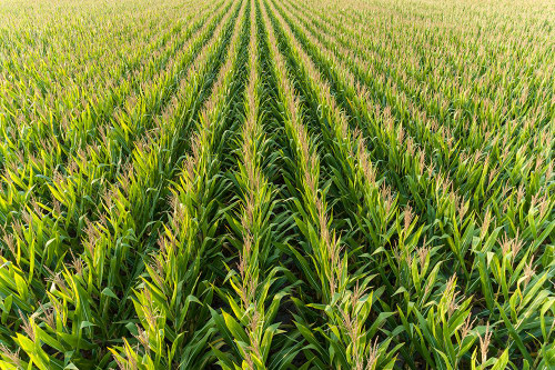 Aerial view of corn field-Marion County-Illinois Poster Print - Richard and Susan Day # VARPDXUS14RDY2886