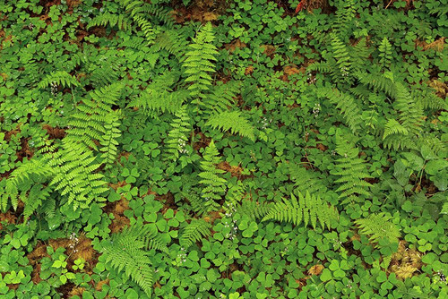 Ferns and sorrel on forest floor-Hoh Rainforest-Olympic National Park-Washington State Poster Print - Adam Jones # VARPDXUS48AJE0427