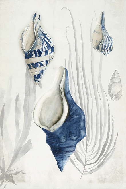 Antique Shells I Poster Print - Aimee Wilson # VARPDXWL470A
