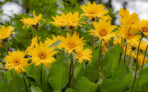 USA-Washington State-Table Mountain eastern Cascade Mountains Balsamroot Poster Print - Sylvia Gulin # VARPDXUS48SGU0335