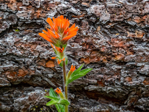 USA-Washington State-Table Mountain eastern Cascade Mountains Indian Paint Brush Poster Print - Sylvia Gulin # VARPDXUS48SGU0330
