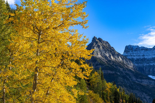 Autumn cottonwood and Mount Oberlin in Glacier National Park-Montana-USA Poster Print - Chuck Haney # VARPDXUS27CHA5021