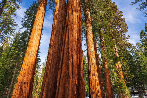Giant Sequoia in the Mariposa Grove-Yosemite National Park-California-USA Poster Print - Russ Bishop # VARPDXUS05RBS1950