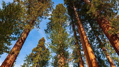 Giant Sequoia in the Mariposa Grove-Yosemite National Park-California-USA Poster Print - Russ Bishop # VARPDXUS05RBS1941