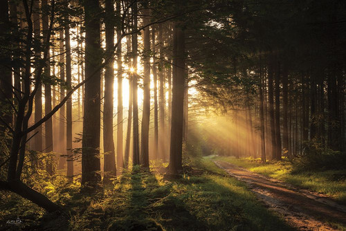 Light and Pines Poster Print - Martin Podt # VARPDXMPP838