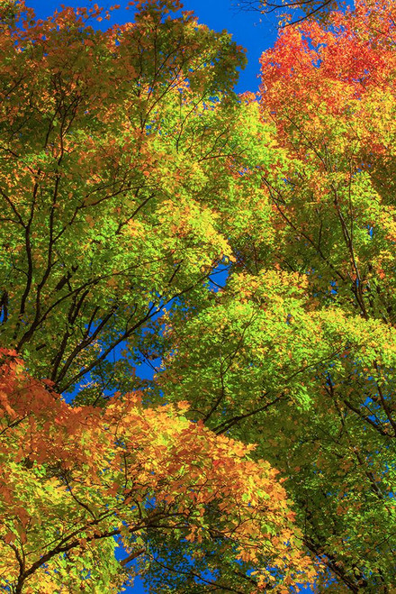 USA-New England-Vermont Autumn looking up into Sugar Maple Trees Poster Print - Sylvia Gulin # VARPDXUS46SGU0043