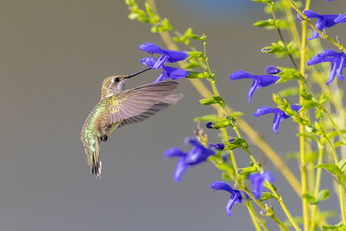 Ruby-throated hummingbird at blue ensign salvia Poster Print - Richard and Susan Day # VARPDXNA02RDY0797